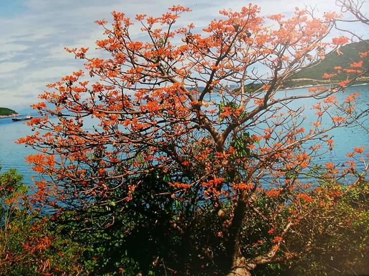 Tân Hiệ Trang Vu Homestay Cu Lao Cham מראה חיצוני תמונה
